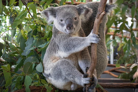 Koala in tree of eucalyptus. Brisbane, Australia
