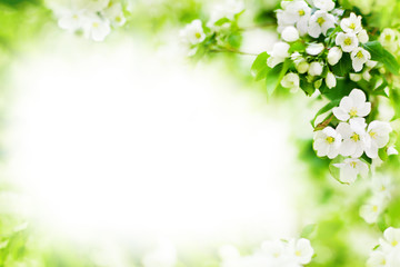 Obraz na płótnie Canvas White blooming flowers on apple tree branches, green leaves blurred background, beautiful spring cherry blossom border, sakura floral corner design, springtime nature frame template, text copy space
