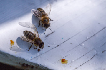 Honey bees swarm in the hive. Workers bees arrive and fly away, guard bees guard the entrance from violators.