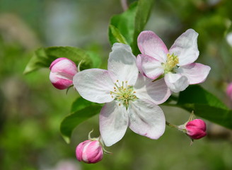 Fototapeta na wymiar Apfelbaum - Blüten - Apfelblüten im Frühling in Südtirol
