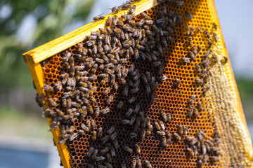 Honey bees removed from the hive for inspection by a beekeeper. The nest's internal structure is a...