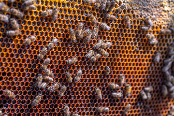 Honey bees removed from the hive for inspection by a beekeeper. The nest's internal structure is a...