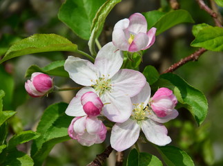 Apfelbaum - Blüten - Apfelblüten im Frühling in Südtirol
