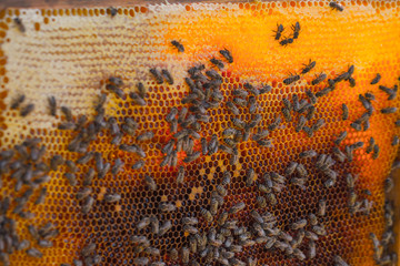 Honey bees removed from the hive for inspection by a beekeeper. The nest's internal structure is a densely packed group of hexagonal prismatic cells made of beeswax, called a honeycomb.