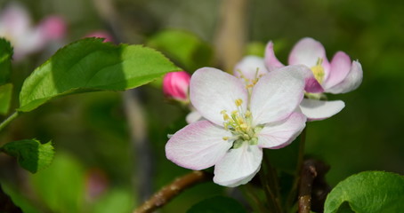 Fototapeta na wymiar Apfelbaumblüten - Apfelbaum mit Blüten im Frühling in Lana bei Meran in Südtirol