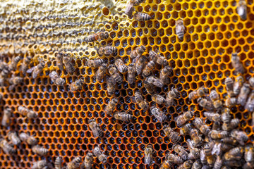 Honey bees removed from the hive for inspection by a beekeeper. The nest's internal structure is a...
