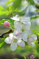 Obraz na płótnie Canvas Apfelbaum - Blüten - Apfelblüten im Frühling in Südtirol