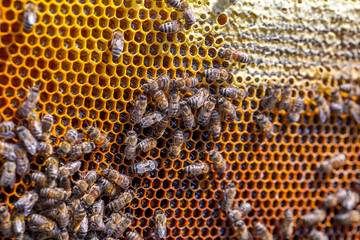 Honey bees removed from the hive for inspection by a beekeeper. The nest's internal structure is a...