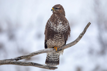Common buzzard winter.  Bird in winter