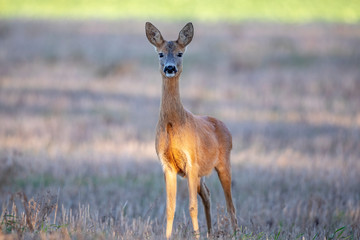 roe deer feeds outdoors. Wild nature