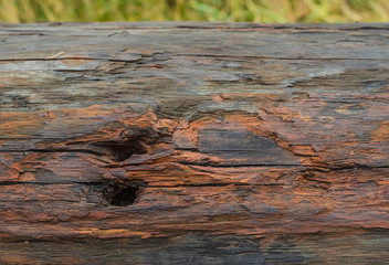 Old wet log with two holes