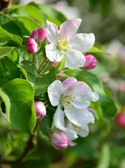 Apfelbaum Blütezeit - Apfelblüten im Sonnenschein