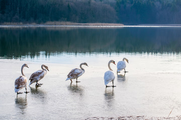 white swans on an autumn lake on a sunny day