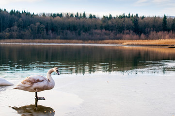 white swans on an autumn lake on a sunny day