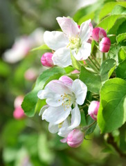 Fototapeta na wymiar Apfelbaum Blütezeit - Apfelblüten im Sonnenschein