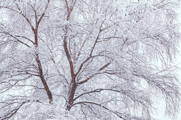 Fototapeta na wymiar background of tree branches in the snow. The concept of a snowy winter