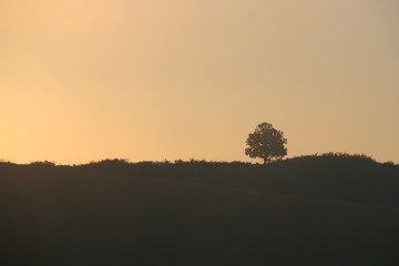 Fototapeta na wymiar Tree on hill at sunset time in Hungary.