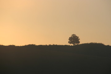 Fototapeta premium Tree on hill at sunset time in Hungary.
