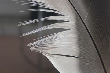 Macro photo of a feather indoor.
