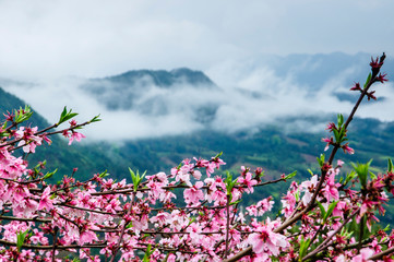 The rural scenery  in the mist in spring