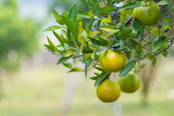 Close-up of ripe tangerines from tree on organic plantation. Oranges with vitamin C. Space for text. Health fruit concept