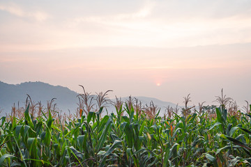 Landscape beautiful of corn fields and sunrise with mountains background. Agriculture concept
