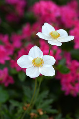 White anemone, spring flowers in garden.
