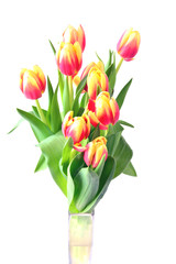 Tulip. Yellow and red spring flowers isolated on white background. Bouguet of tulips.