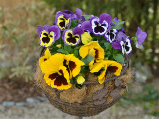 Pansies, spring flowers of viola in garden, in basket.