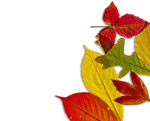 Autumn leaves border.