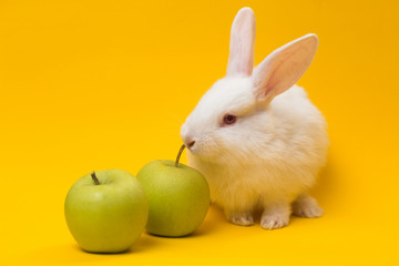 Fototapeta na wymiar rabbit with the apple