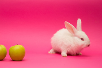 rabbit with the apple