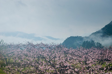 The mountain scenery in the mist in spring