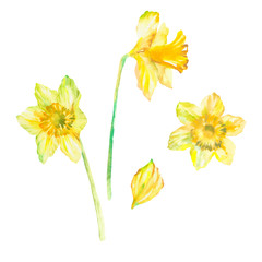 Three narcissus flowers watercolor as design elements. Isolated on white background. Hand drawn painting