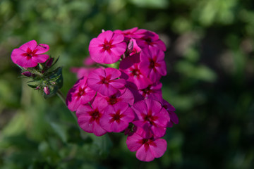 Naklejka premium Garden flowers in spring