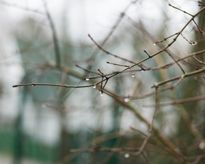 Fototapeta na wymiar Raindrops on spring tree branches