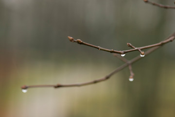 Raindrops on spring tree branches