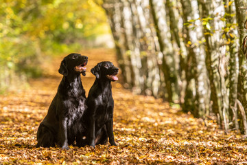 Flatcoated Herbst