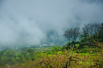 Landscape with green field in the mist