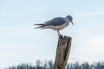 Seagull in Varese Lake