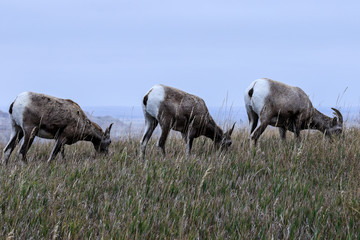 Obraz premium Wild Animals of the Stone Hills in the Badlands National Park