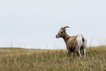 Wild Animals of the Stone Hills in the Badlands National Park