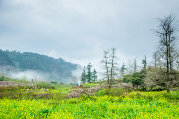 Fototapeta na wymiar Landscape with green field in the mist