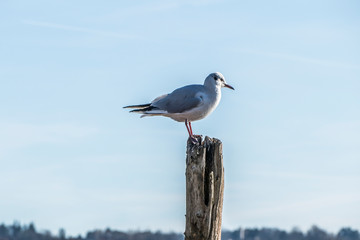 Seagull in Varese Lake