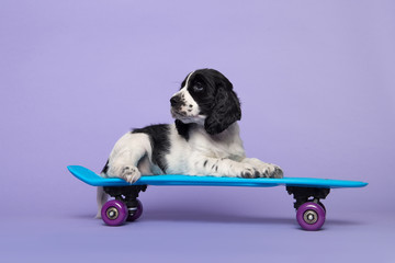 Cute cocker spaniel dog puppy lying on a skateboard on a purple background