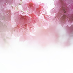 Fototapety  Wiosenny kwiat