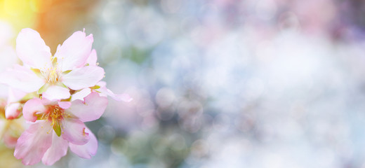 Fototapeta na wymiar Spring blossom background
