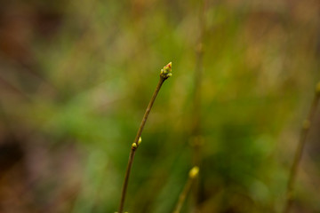 The first spring leaves on a branch