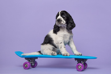 Cute cocker spaniel dog puppy sitting on a skateboard on a purple background