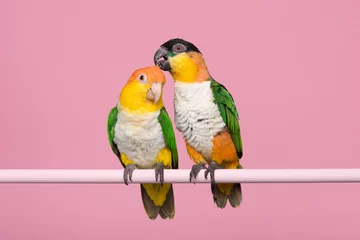 Tuinposter Two caique parrots caring for each other on a pink background © Elles Rijsdijk